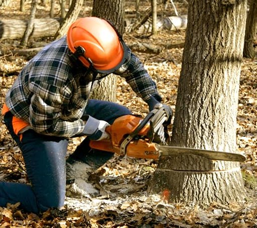 Tree Removal in Annapolis, CA